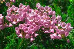 فیلوداک امپتریفورمیس